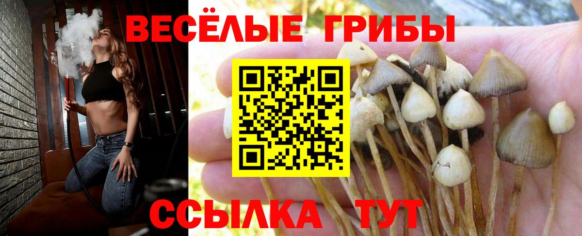 Галлюциногенные грибы Psilocybe  Вход с VPN  Реж 
